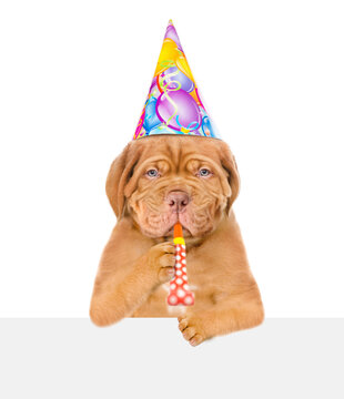Mastiff puppy wearing party cap blowing in party horn above empty white banner. isolated on white background