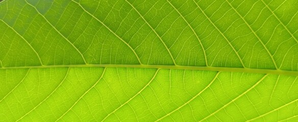 Close-up of leaf texture in sunlight, Asia, Indonesia