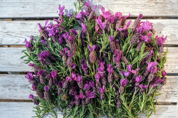 Bunch of French lavender on a vintage gardening table