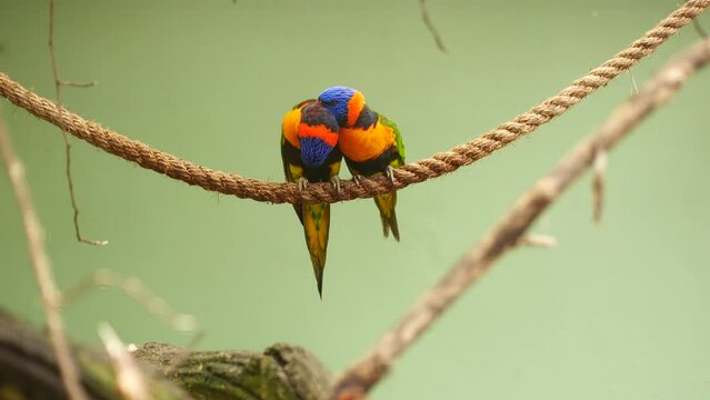 Small parrots stand on the branch against green background with copy space