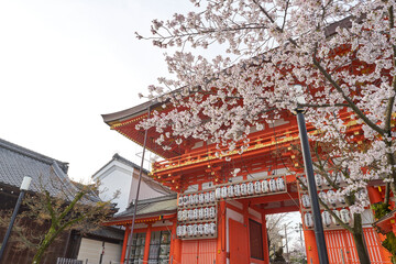 八坂神宮と桜