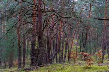 Deurstickers Kiefernwald auf Binnendüne in der Oberlausitzer Heide- und Teichlandschaft 8 © Holger W. Spieker