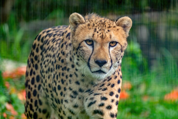 cheetah in the grass