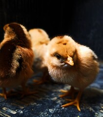 Capture the cuteness of a newborn chick with this heartwarming photo! Featuring a fluffy yellow baby chicken, this adorable image showcases the delicate details of its soft feathers and curious gaze. 