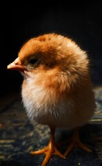 Capture the cuteness of a newborn chick with this heartwarming photo! Featuring a fluffy yellow baby chicken, this adorable image showcases the delicate details of its soft feathers and curious gaze. 