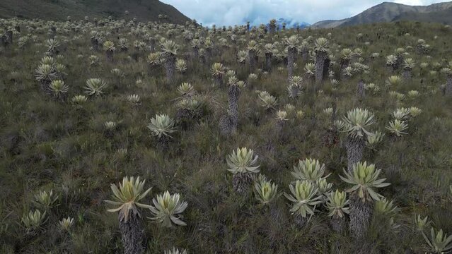 Frailejones en Paramo de Colombia
