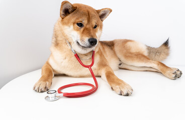 a dog at a vet's appointment with a stethoscope