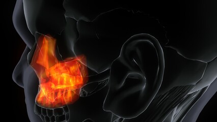 3D Illustration of Human Skeleton System Skull Bone Parts Maxilla Anatomy
