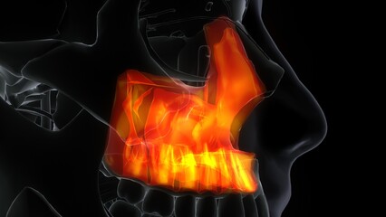 3D Illustration of Human Skeleton System Skull Bone Parts Maxilla Anatomy
