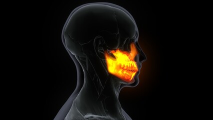 Human Skeleton Skull Maxillal Bone Anatomy.3d illustration