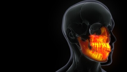 Human Skeleton Skull Maxillal Bone Anatomy.3d illustration