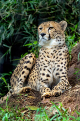 portrait of a cheetah