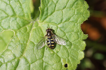 Close up female hoverfly, Eupeodes luniger, family hoverflies (Syrphidae) on a leaf of a Annual honesty (Lunaria annua). Dutch garden, spring, April, Netherlands