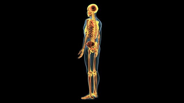 male skeleton muscle in parts femur,talus,fibula,pelvis,ribs and humerus anatomy system. 3d illustration