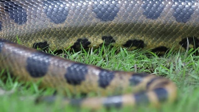 Static close up of huge anaconda snake tail moving slowly in Amazon rainforest