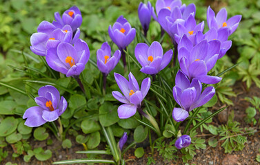 First spring flowers. Violet Crocus vernus (spring crocus, giant crocus) in April