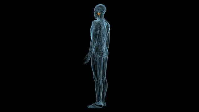 human muscles Graciela, Soles, Deloitte and trapeziums anatomy. 3d illustration