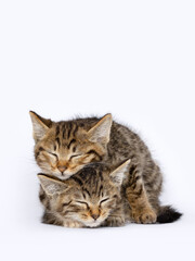 Two baby tabby cats overlapping their bodies sleeping together, cubs, close-up image, clean indoor background