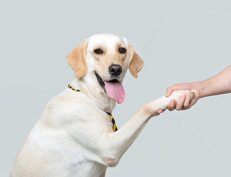 Image of a white labrador retriever shaking hands with a human, clean white background, closeup