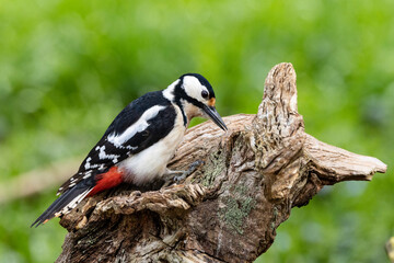 Buntspecht (Dendrocopos major)