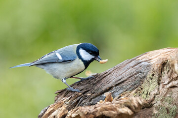 Kohlmeise (Parus major)