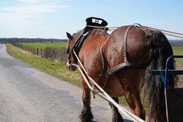 Pferd zieht einen Wagen über die Landstrasse