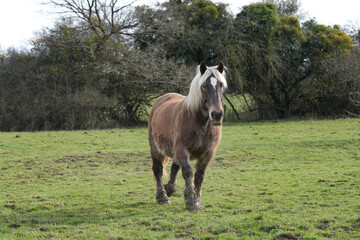Fototapeta premium Comtois Pferd im Winterkleid auf einer Weide