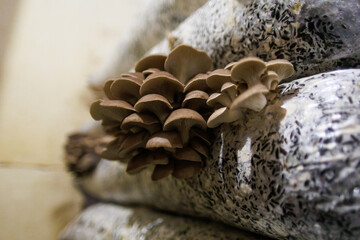 Closeup view of oyster mushroom in growing room.