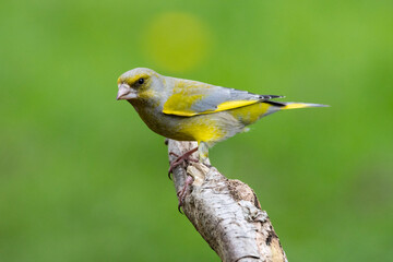 Grünfink (Chloris chloris)