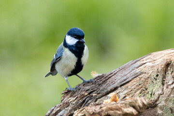Kohlmeise (Parus major)