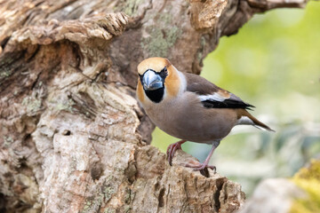 Kernbeißer (Coccothraustes coccothraustes)