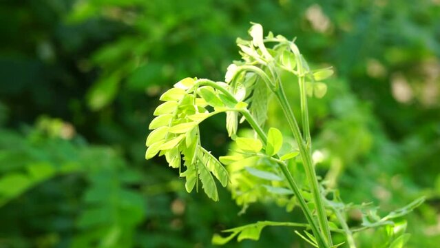 Monkey pod tree (Samanea saman, rain tree, giant thibet, inga saman, cow tamarind, East Indian walnut, soar, suar) flower natural background