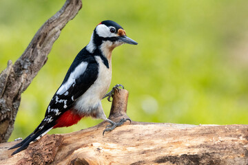 Buntspecht (Dendrocopos major)