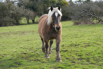 Fototapeta premium Comtois Pferd im Winterkleid auf einer Weide