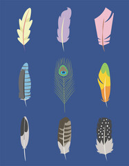 Set of different feathers in flat style. Beautiful design elements.