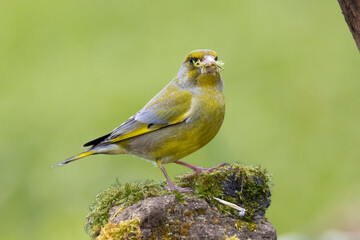 Grünfink (Chloris chloris)