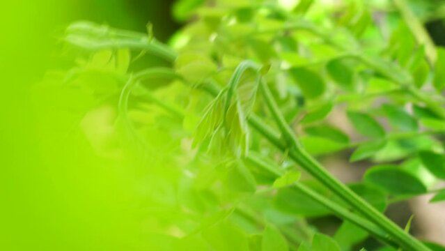 Monkey pod tree (Samanea saman, rain tree, giant thibet, inga saman, cow tamarind, East Indian walnut, soar, suar) flower natural background