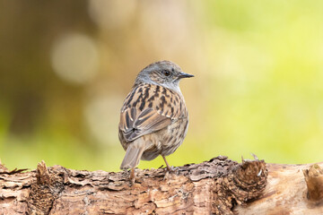 Heckenbraunelle (Prunella modularis)