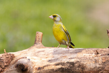 Grünfink (Chloris chloris)