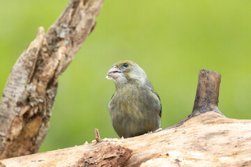 Grünfink (Chloris chloris)