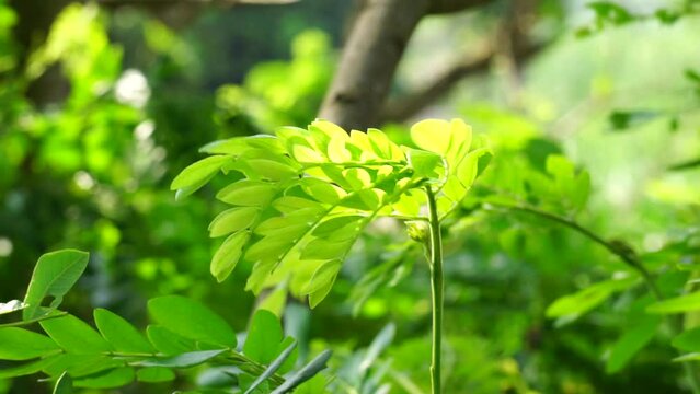 Monkey pod tree (Samanea saman, rain tree, giant thibet, inga saman, cow tamarind, East Indian walnut, soar, suar) flower natural background