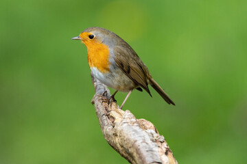 Rotkehlchen (Erithacus rubecula)