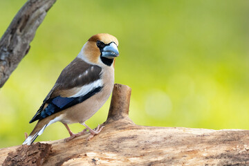 Kernbeißer (Coccothraustes coccothraustes)