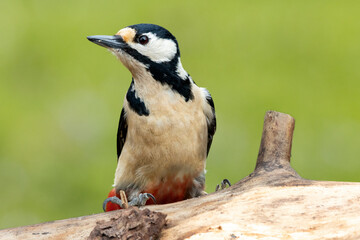 Buntspecht (Dendrocopos major)  