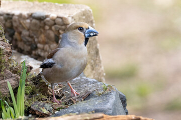 Kernbeißer (Coccothraustes coccothraustes)