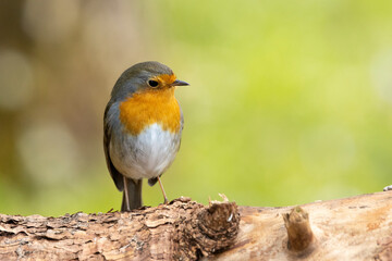 Rotkehlchen (Erithacus rubecula)