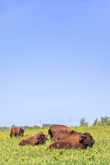 American Bison lying and resting in a grass meadow
