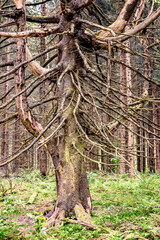 Old gnarly spruce tree in a woodland