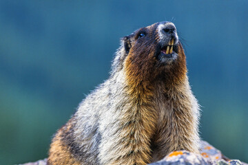 Hoary marmot on a rock showing the teeth