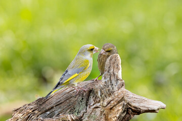 Grünfink (Chloris chloris)